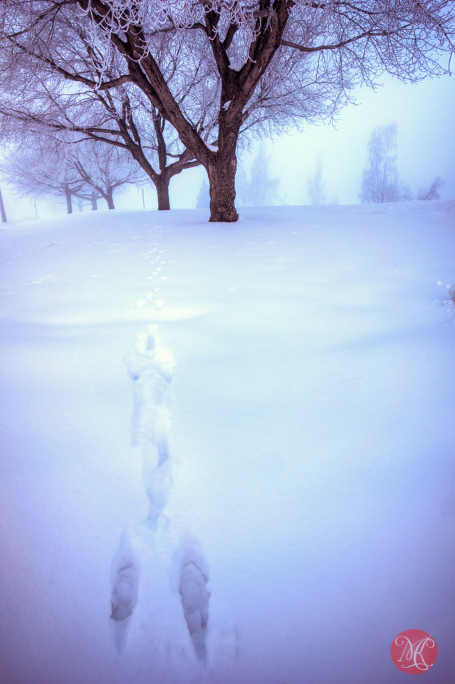 tracks snow fog winter alberta landscape photography