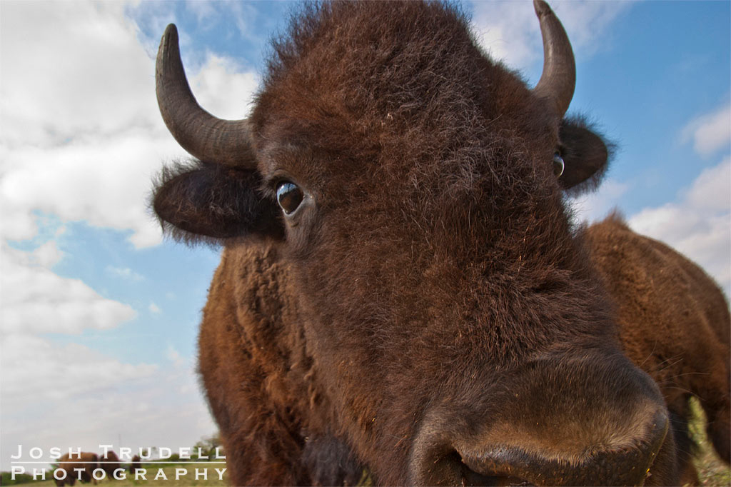 joshtrudell.com; photography; photos; pictures; art; bison; park; Texas; San Angelo State Park; close-up; closeup; big; bison