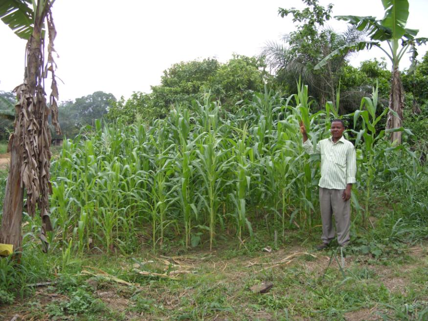 Key Farmers Cameroons coordinator at a plot in Ediki, in which the difference between char and non-char maize was exceptionally big. In this case, the plants on the control (left lower corner) were barely in their 8th leaf stage, whereas the plants on the char-plots (right, upper corner), were already tasseling. Photo credit: Laurens Rademakers, Etchi Daniel-Jones. Source: biocharfund.org.