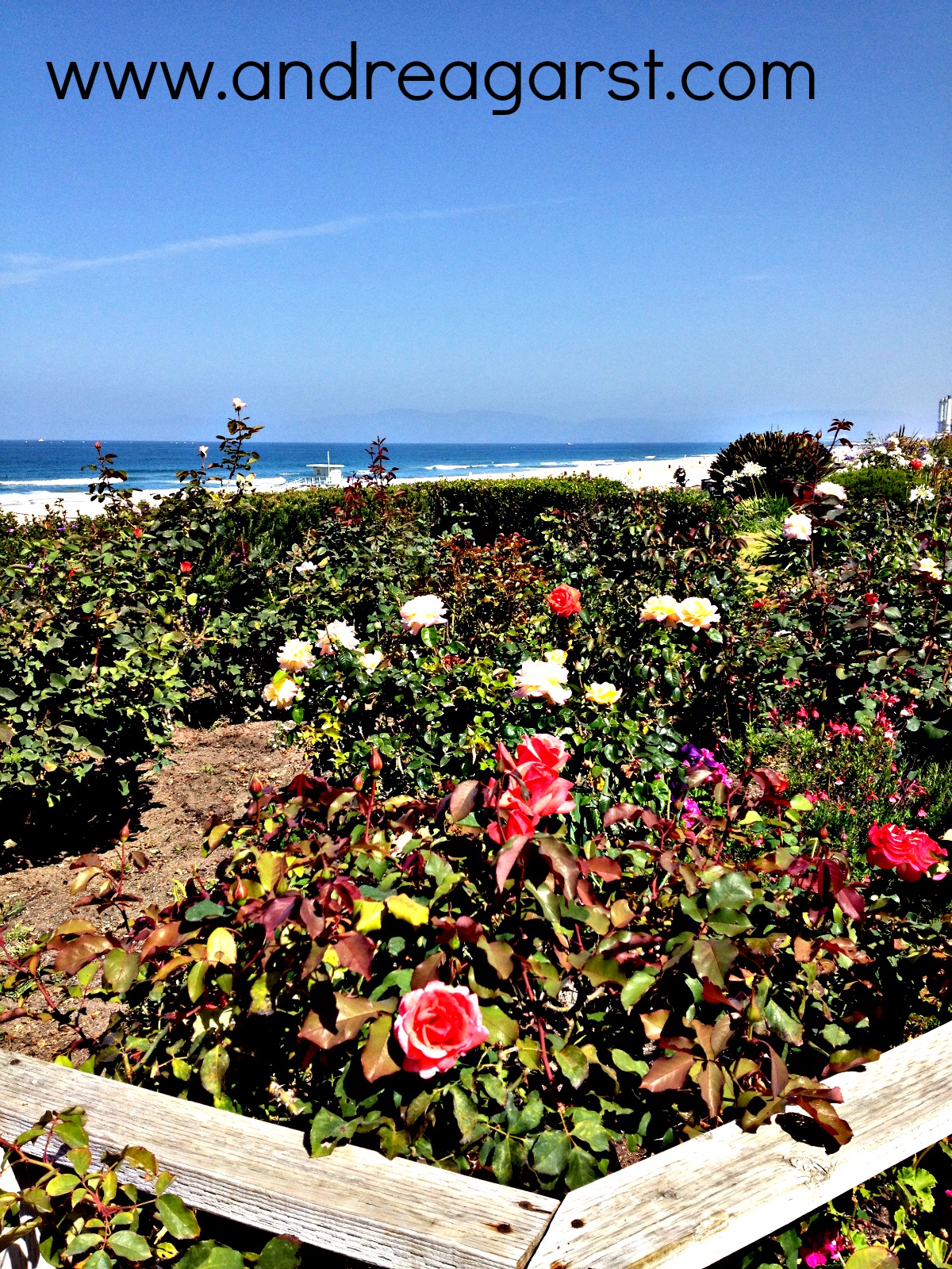 I love that the homeowners on the Strand plant so many types of roses. They look and smell amazing!