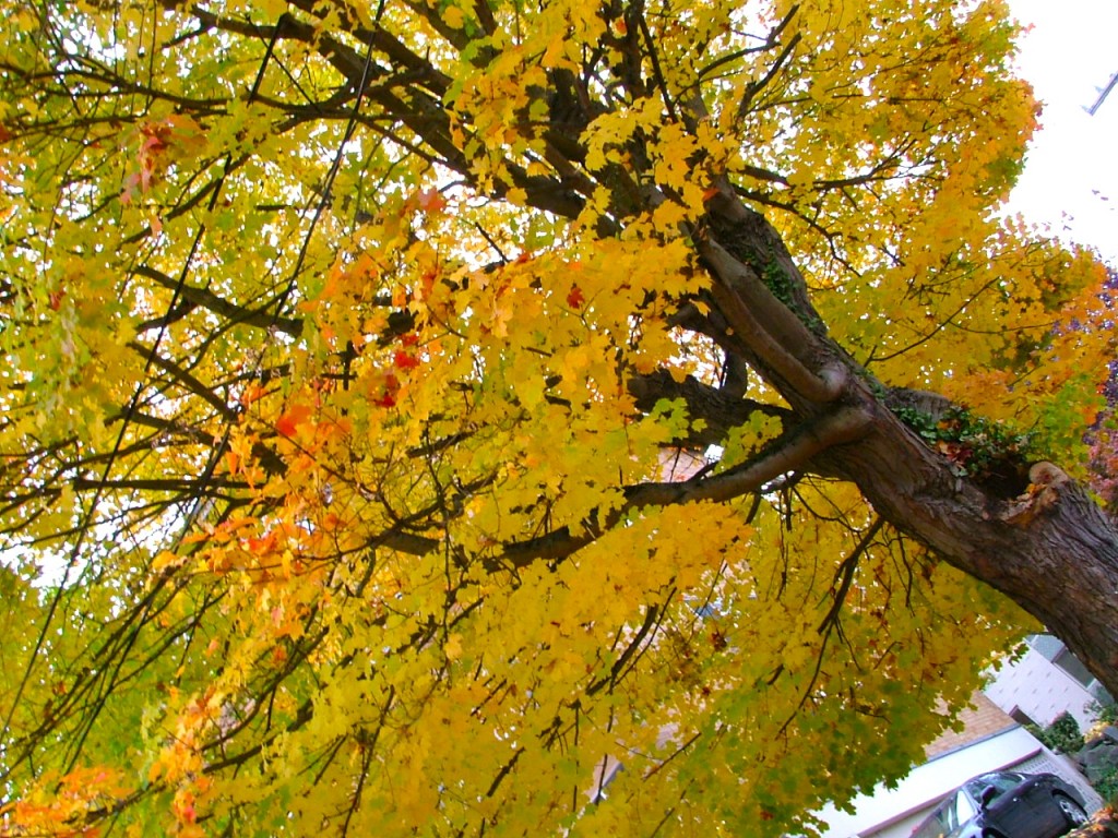 Gorgeous tree somewhere in Capitol Hill, Seattle