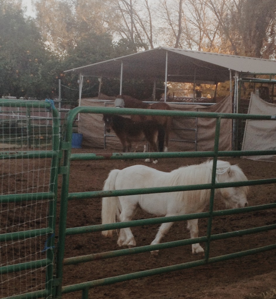Ponies and a horse