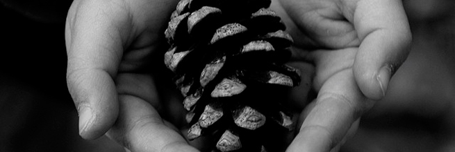 Pine cone by masahiko, on Flickr