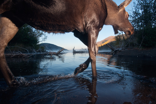 Moose, Ealue Lake, British Columbia, 2010