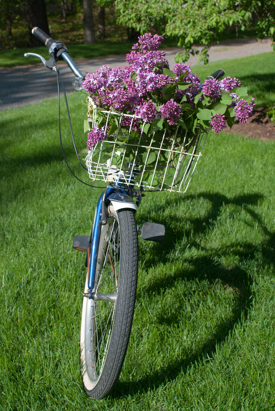 Lilacs, Summer Lilacs, Bike, Summer Bike Ride, Flower Images, Flower Inspiration, Beautiful, Blog Photos, Blogger with flowers, purple