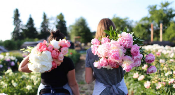 Summer Peonies, Peony Farm, Blogger Weekend Links, Blogger Favorites, Flower Images, Floret Peonies