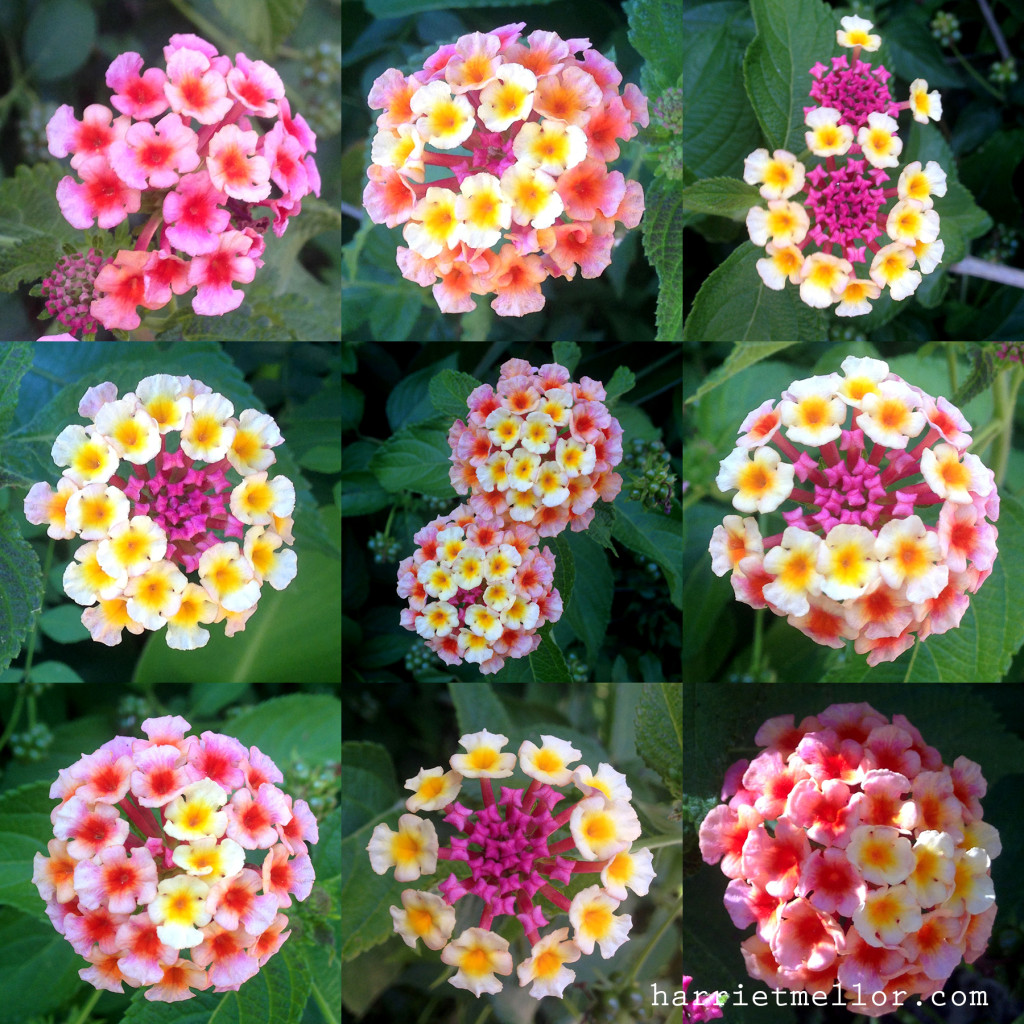 flower grid