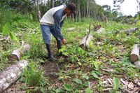 Liriano clears around one of the baby rosewood saplings that the community planted through the SGP program