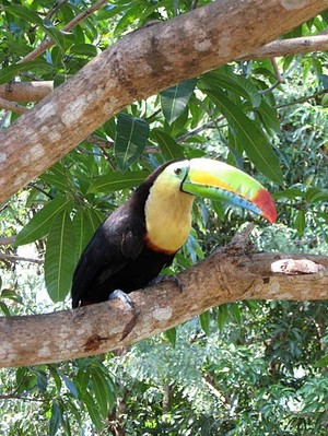 Photo of a toucan sitting on a branch