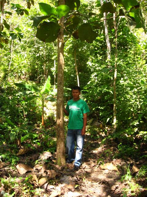 Forestry technician stands with a teak tree in Panama