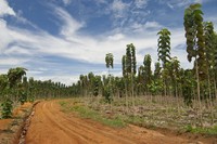 Photo of a monoculture Teak tree farm in Panama