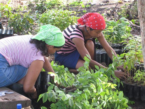Photo of women sorting native species saplings in Darien Panama