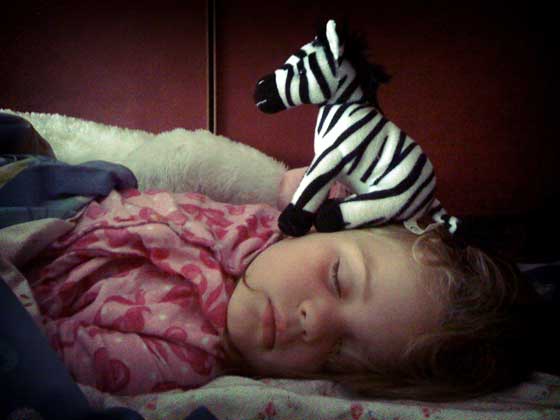 sleeping with zebra