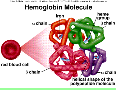 hemoglobin pricture.PNG