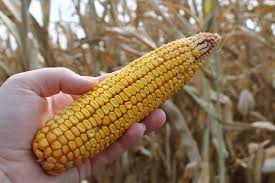corn cob kernels.jpg