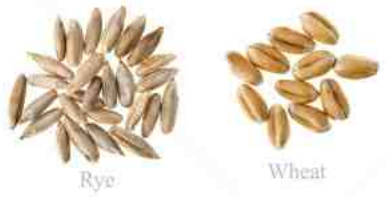 grains wheat rye.PNG