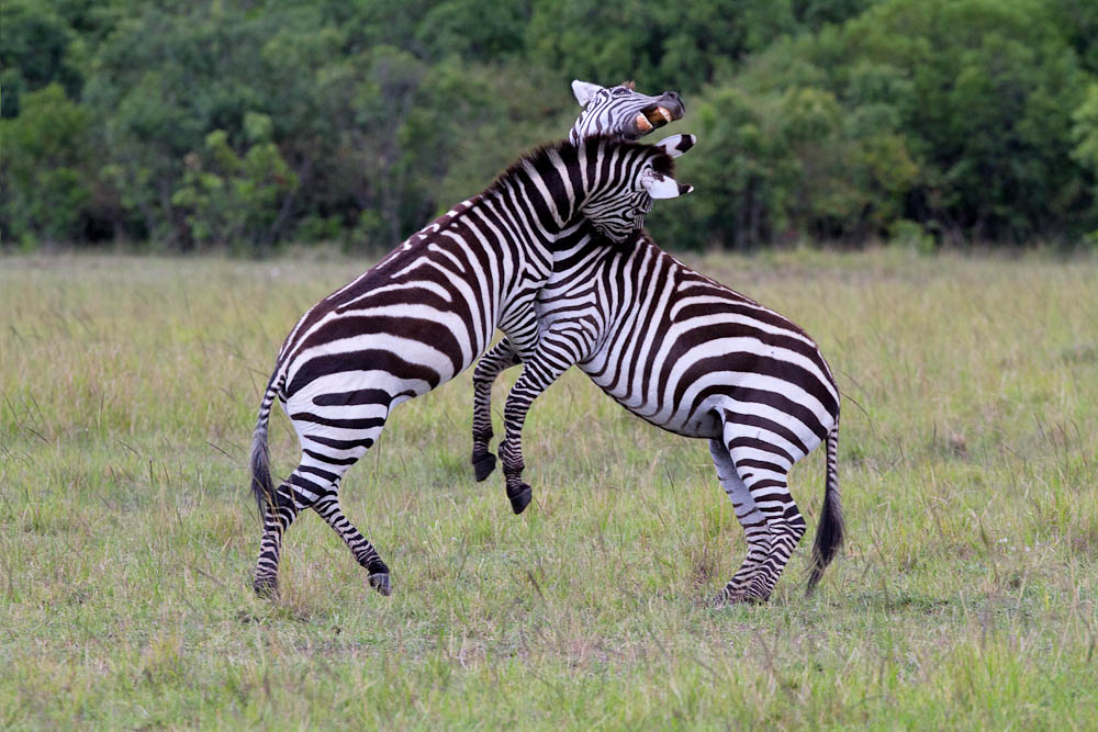biting zebras
