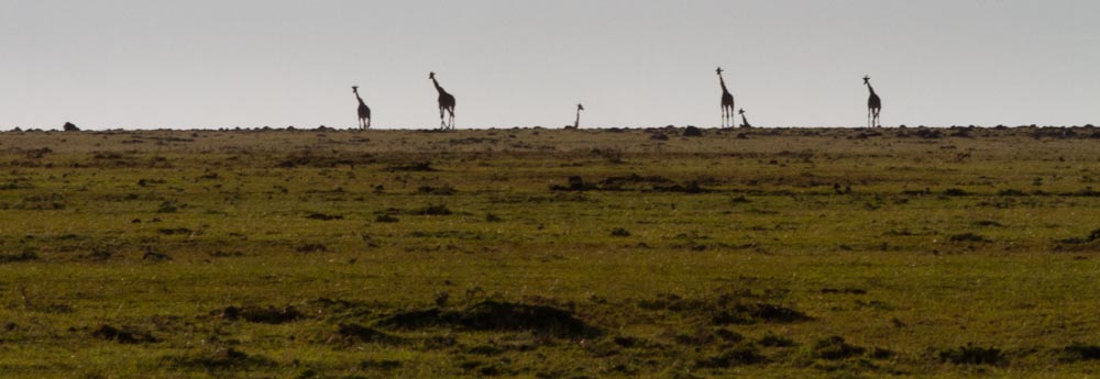 giraffes on horizon
