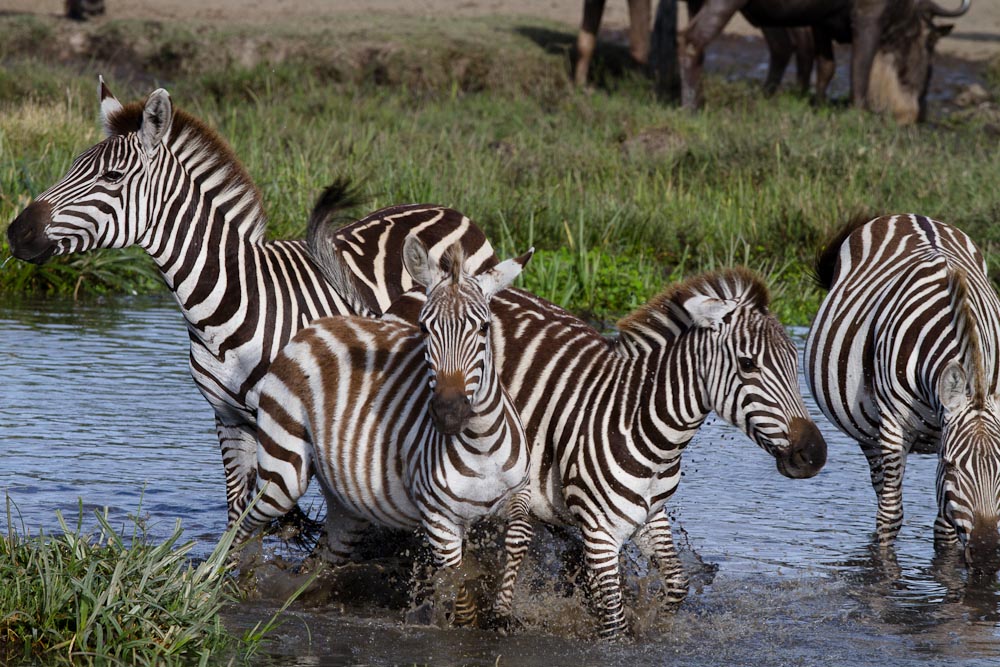 zebras in river