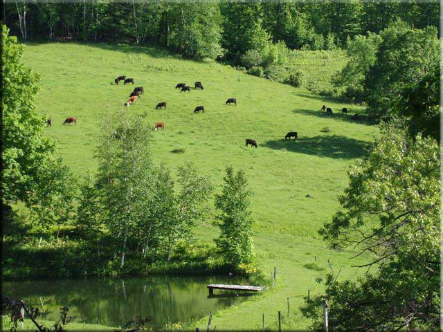 cows on pasture, grassfed, grass-finished, lewis waite farm
