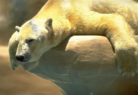 polar-bear-slumped.jpg