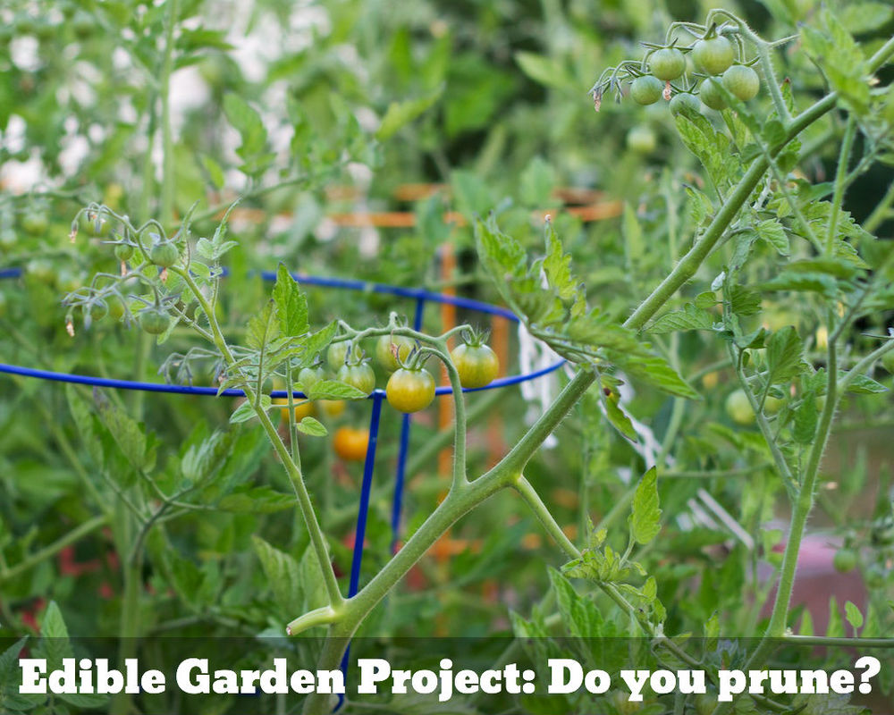 Edible Garden Project Do You Prune www.glutenfreetravelette.com