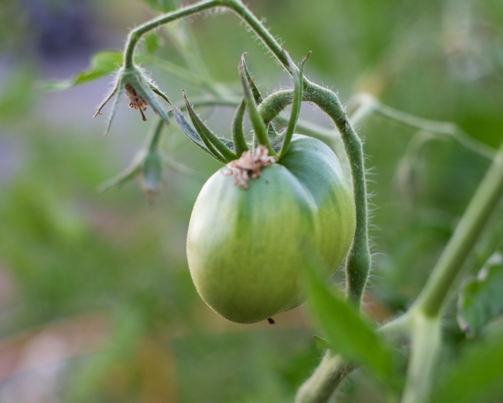 Edible Garden Project Amish Paste Tomatoe www.glutenfreetravelette.com