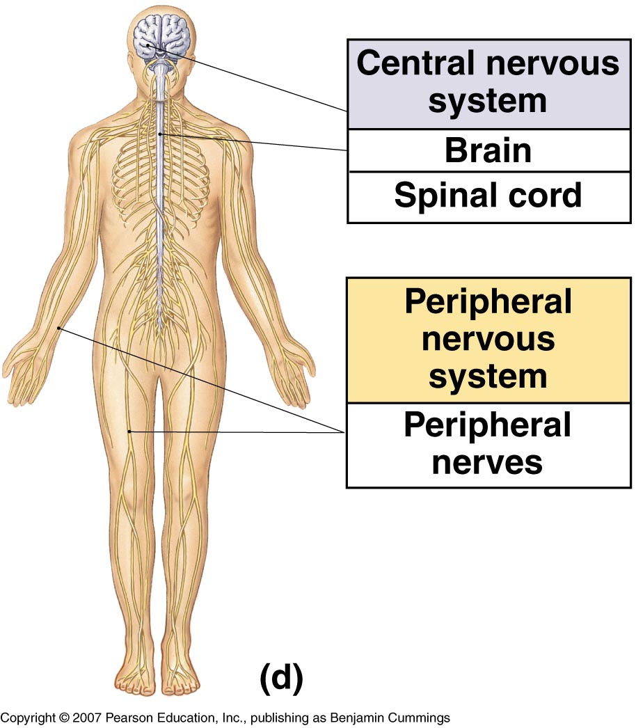 The Central Nervous System Science — Tiaras & Tantrums