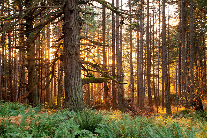 Old-Growth Coastal Douglas-fir Forest — TJ WATT
 Douglas Fir Forest