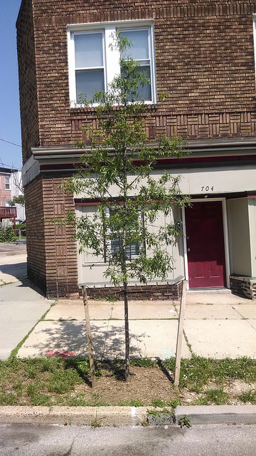 2014 tree near the intersection of Park Avenue and Whitelock Street (6/16/14)