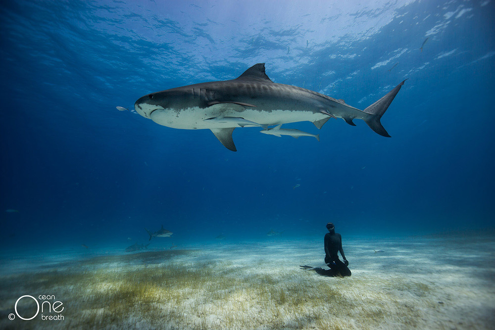 Freediving with Tiger Sharks, Freediving Photography & Adventure Photography