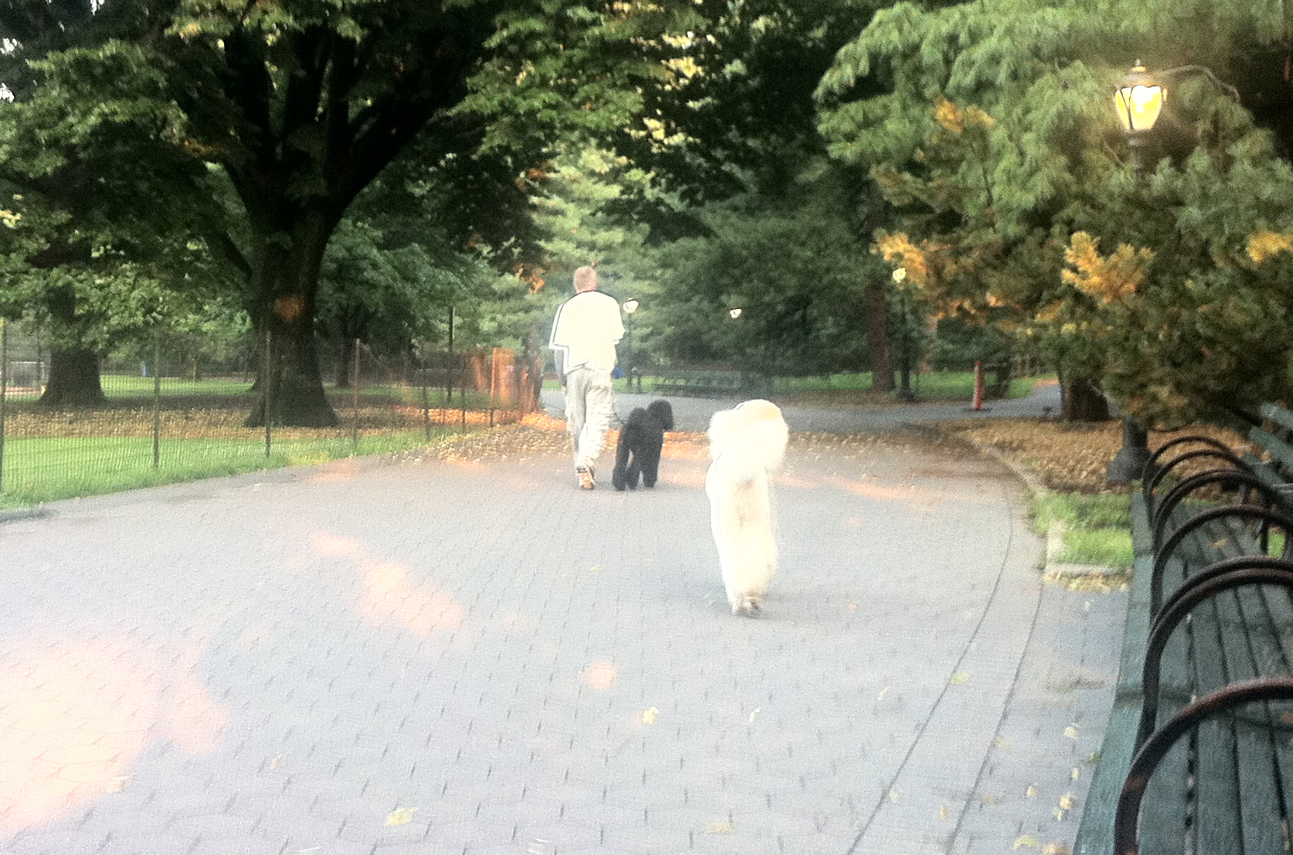 The Dog Walker Who Doesn't Care About You
