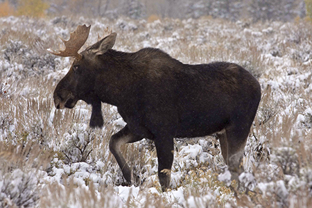 Bull Moose in snow, Grand Teton National Park