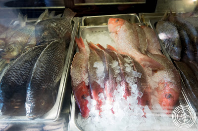 image of fish display at Telly's Taverna in Astoria, New York