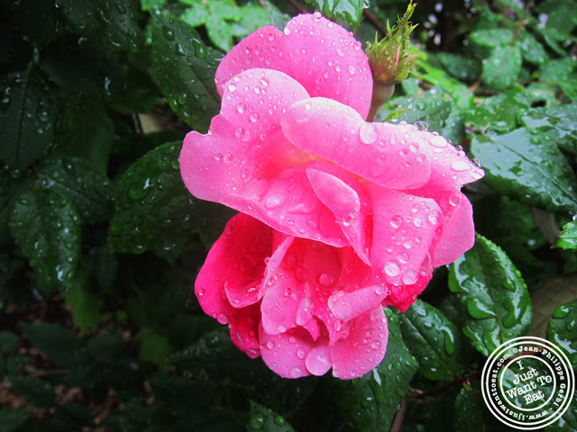 Image of Flowers with rain drops