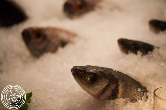 Image of fish display at Thalassa Greek restaurant in Tribeca NYC, New York