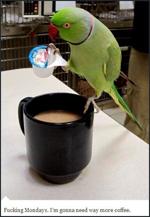 IHCParrot