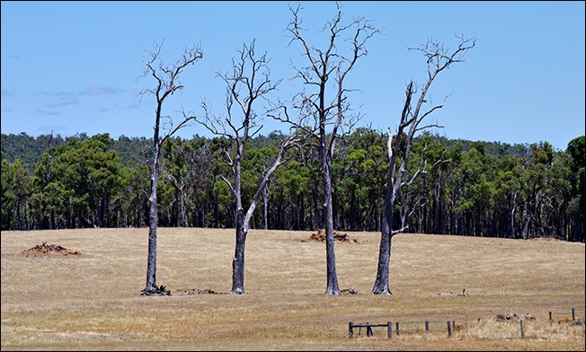 BoddingtonDwellingup2009-1