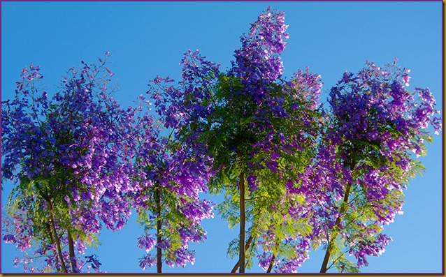 Jacaranda-HDRjpg