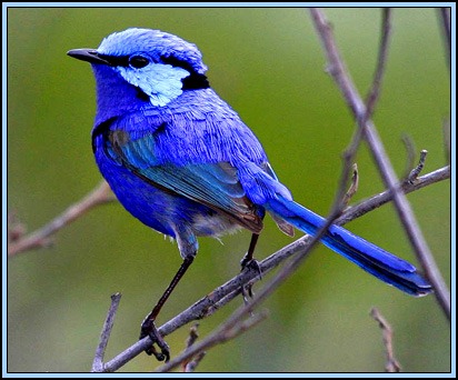 BlueWren